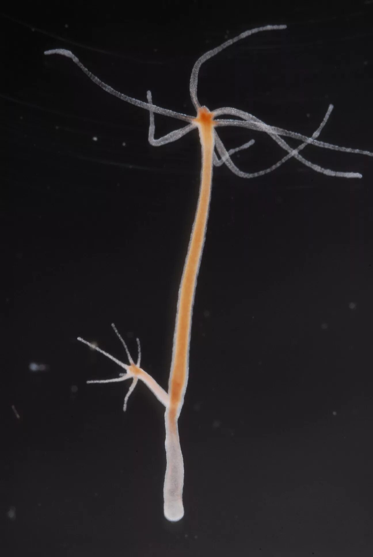 поперечный и продольный срез гидры. пресноводный полип гидра тип. гидроидные гидра пресноводная. пресноводный полип гидра тип. кишечнополостные полип гидра.