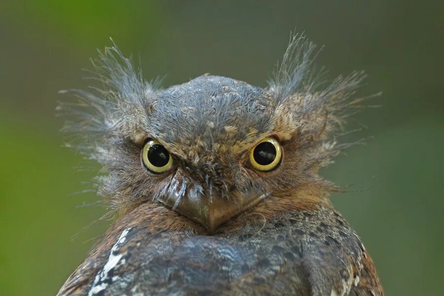 клювик цыпленка. слеток грача. стрижонок стриж.