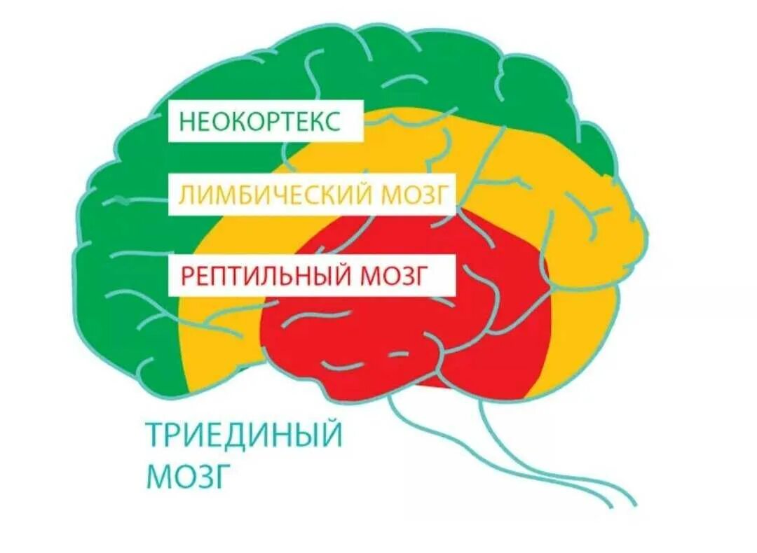 Старый новый мозг. Триединый мозг пол Маклин. Теория Триединого мозга пола Маклина. Части мозга рептильный лимбический и неокортекс.