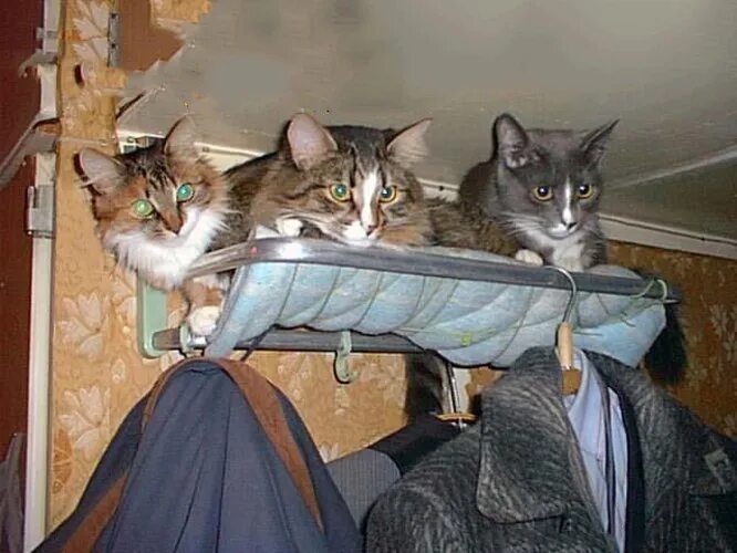 Кот в поезде. Кошачий вагон. Кошка в вагоне. Животные в поезде смешные.