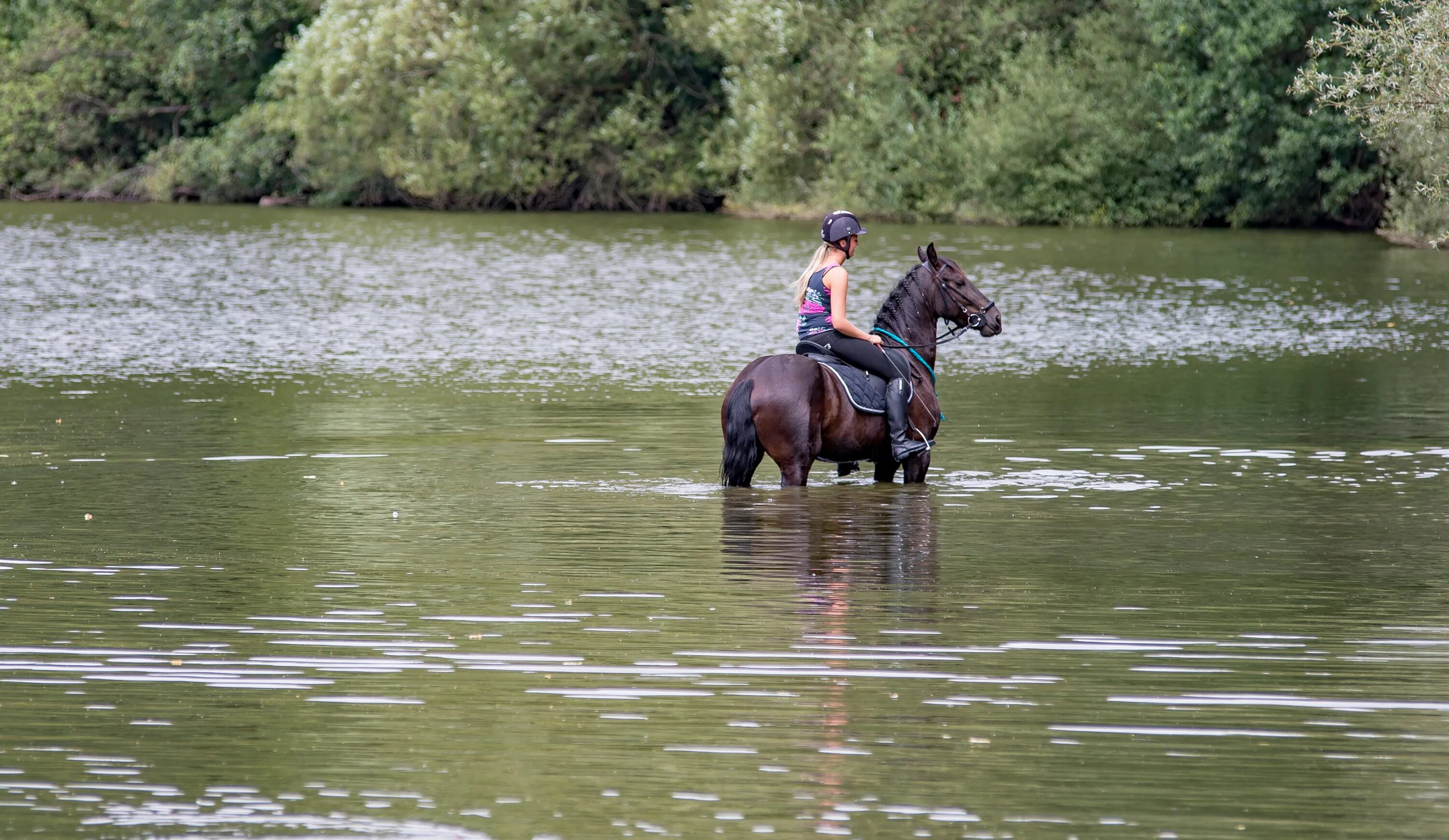 Лошади в воде. Лошадь с наездником в воде. Водный наездник. Всадник у воды.