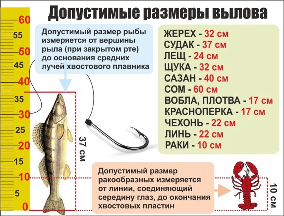 Нерестовый запрет в курской области. Размер судака для ловли. Допустимые Размеры вылова рыбы. Размеры рыб для ловли. Допустимый размер рыбы разрешенный к вылову.