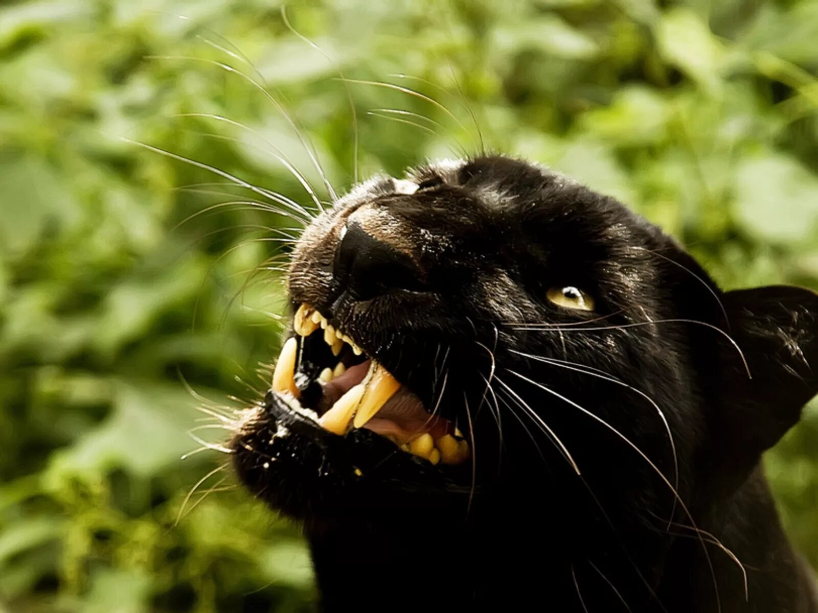 злой волк. пасть львицы. Oskal - оскал. звериный оскал. хищный оскал.