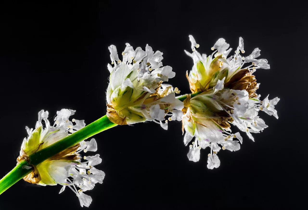 Распускающийся цветок макро. Бежевые цветы в дикой природе. Белые цветы фото высокого разрешения. Макросъемка букет полевых цветов черном фоне.