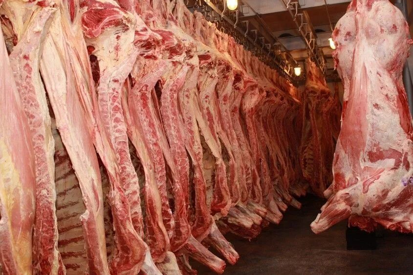 Поставка мясо говядины. Стейк рибай толстый край. Поставка мясо говядины. Мясо говядина. Мясо телятина.
