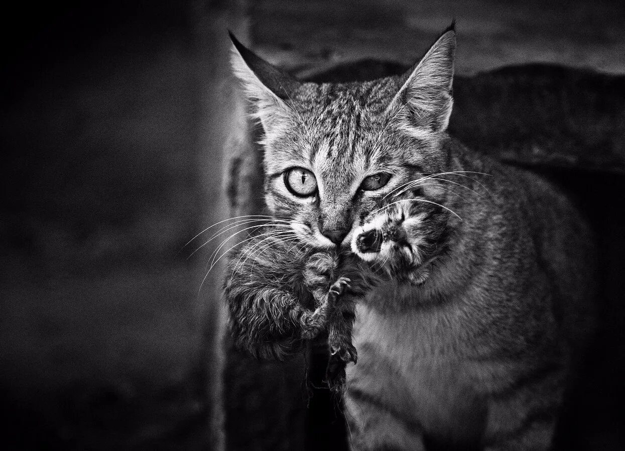 Чб картинки. Мистические кошки. Кошка чб. Брутальный кот.