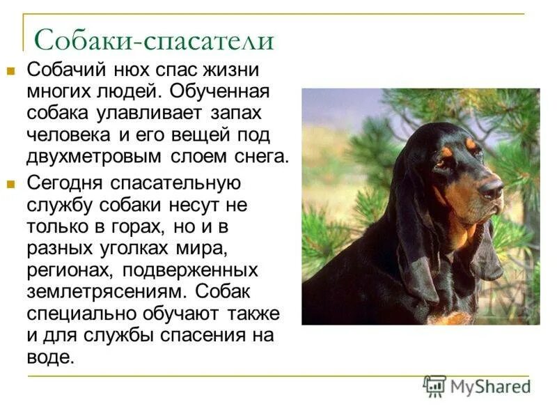 Спасение животных текст. Рассказ про спасение животных человеком. рассказ собака друг человека. презентация на тему собака друг человека. сообщение на тему собака.