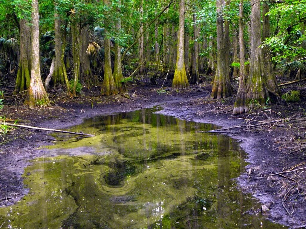 В стоячем болоте. Quagmire Swamp. Текстура болота. Болото поверхность. Болотистая Планета.