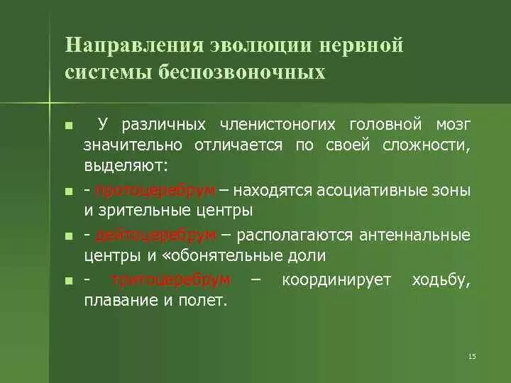 Направление развития слово. Направления эволюции нервной системы. Эволюция нервной системы беспозвоночных. Этапы развития нервной системы у беспозвоночных. Эволюция нервной системы вывод.