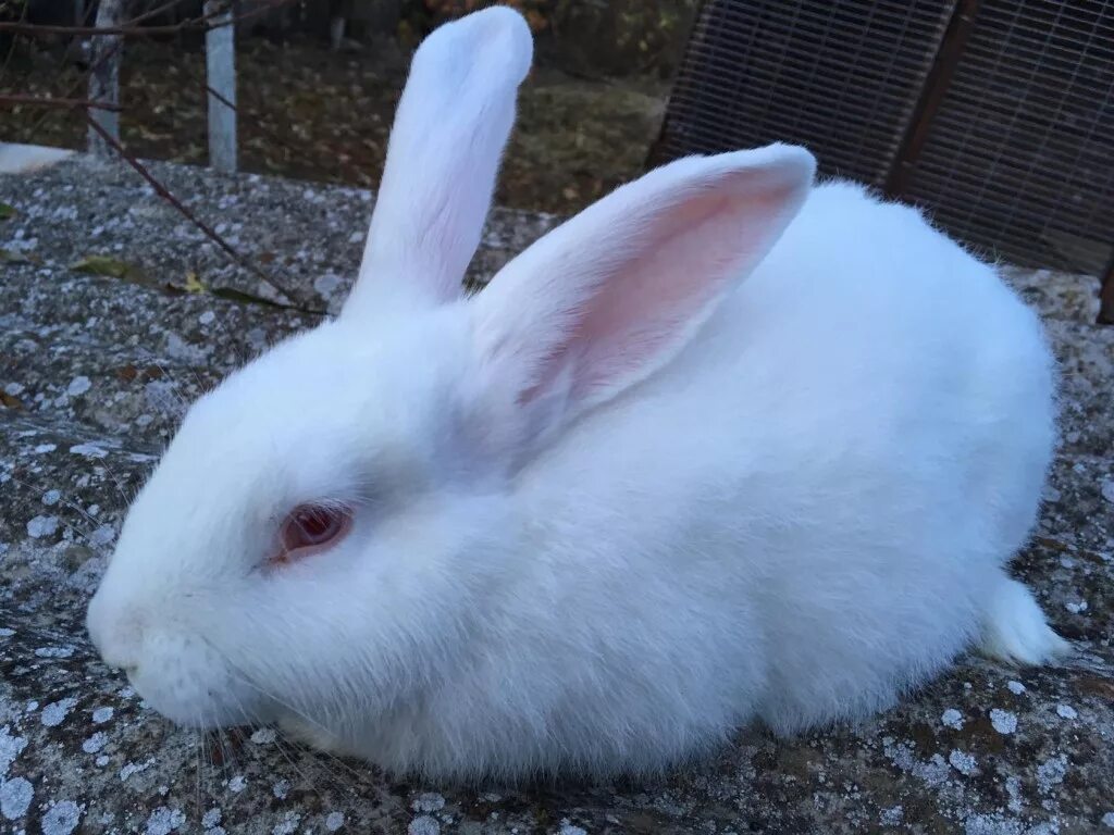 кролики породы паннон. белый паннон кролик. порода кроликов белый паннон. кролики породы паннон. кролики породы паннон.