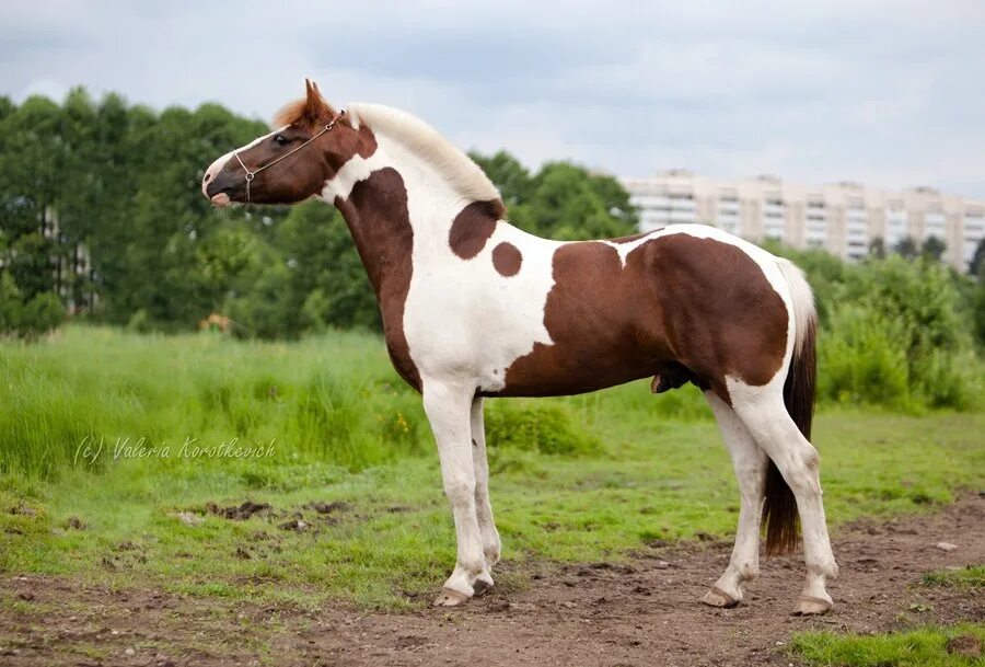 Лошадки 1 2 3. Домашняя лошадь. Лошадь породы левицер. Домашняя лошадь картинки. Домашний жеребец картинки.