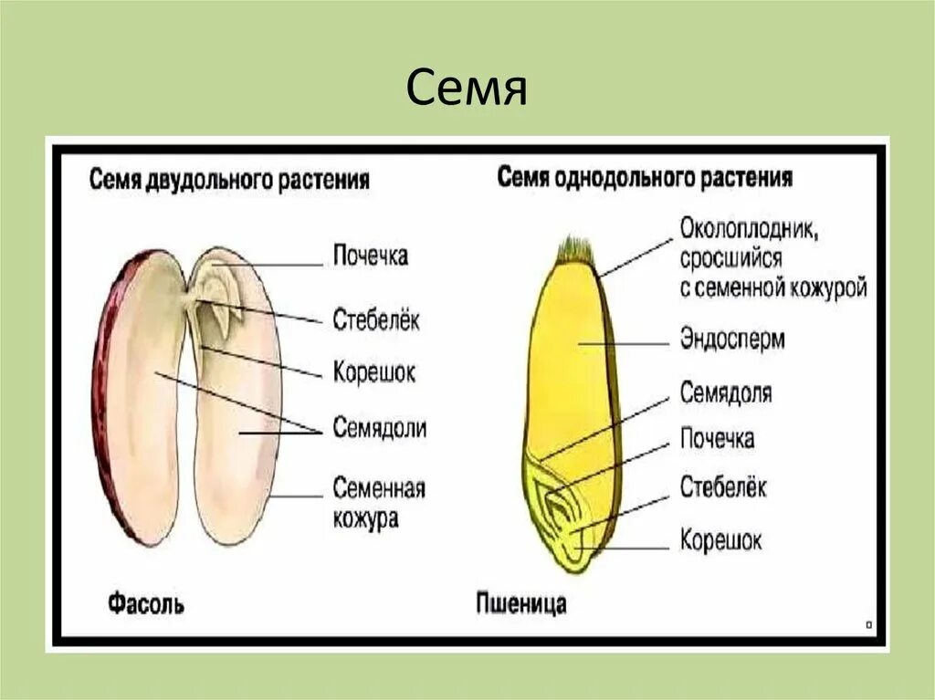 Семя это генеративный. Строение семени цветкового растения 6 класс биология. Строение генеративных органов. Строение семени цветка. Строение генеративных органов цветкового растения.