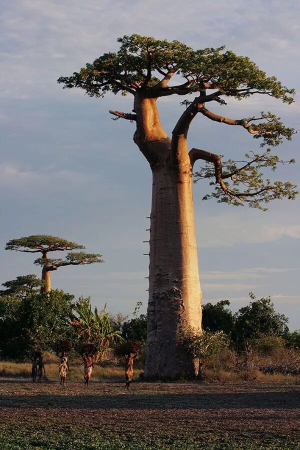 Баобаб grandidieri. Адансония Мадагаскарская. Баобаб (Adansonia digitata). Адансония Грандидье.