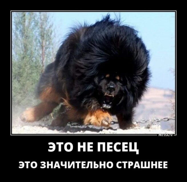 Питбуль приколы. Ты не бойся он хороший. Ты не бойся он хороший. Тибетский мастиф белый. Ты не бойся он хороший.