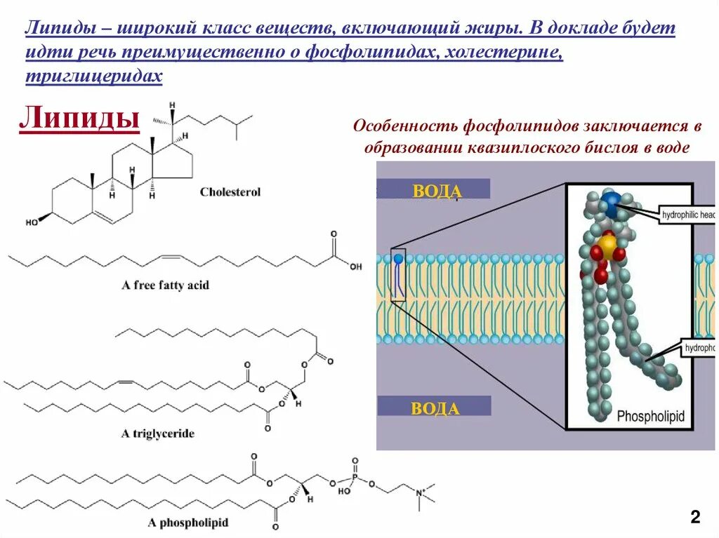 Защитный липид. Фосфолипид строение схема. Липиды строение сложных липидов. Липиды нейтральные жиры воска фосфолипиды стероиды функции. Липиды рисунок строение.