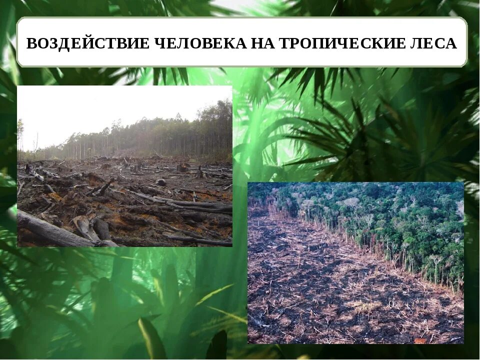 Воздействие человека на тропические леса. Проблема исчезновения тропических лесов. Тропические леса проблемы. Причины исчезновения тропических лесов. Проблема тропического леса