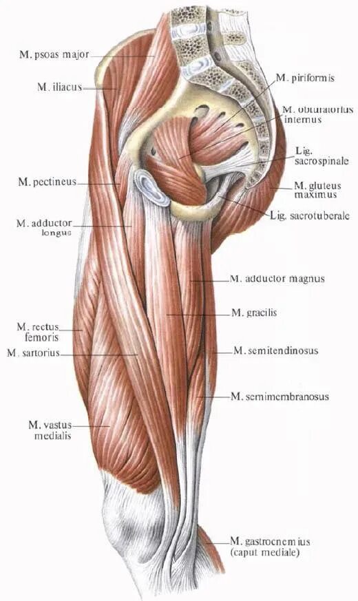 Связки тела. Гребенчатая мышца анатомия. Мышцы таза и бедра анатомия. Наружная запирательная мышца бедра анатомия. Внутренняя запирательная мышца анатомия.