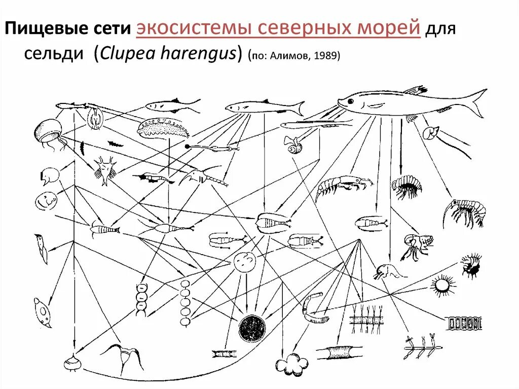 Пищевая сеть примеры. Схема пищевой сети Лесной экосистемы (по и.а. Шигареву, 1995). Пищевая сеть экосистемы море. Пищевая сеть из 20 организмов. Схема пищевой сети.