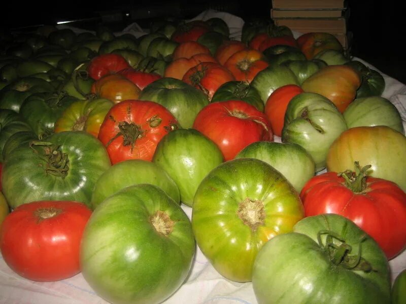 Хранение помидоров в домашних условиях. Дозаривание томатов. Недоспелый помидор. Помидоры зелено красные сорт. Сорт зеленых помидор.