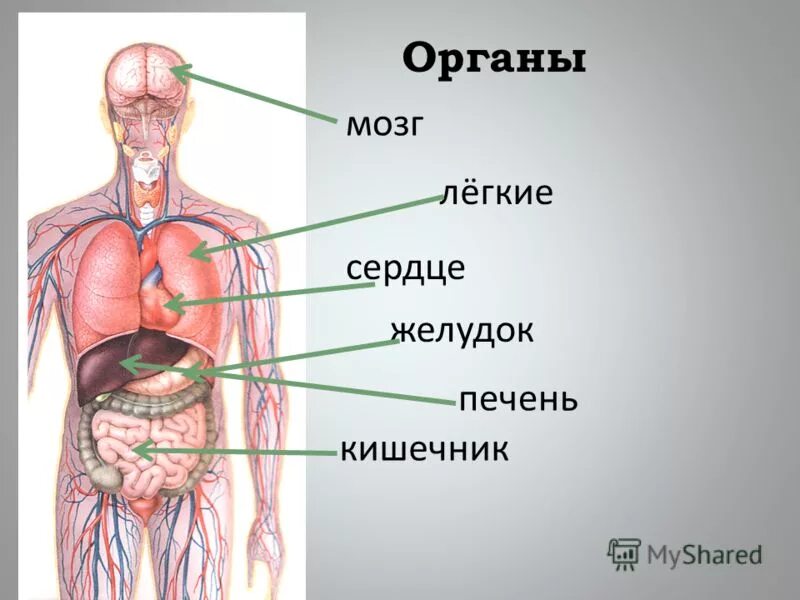 Внутренняя часть человека