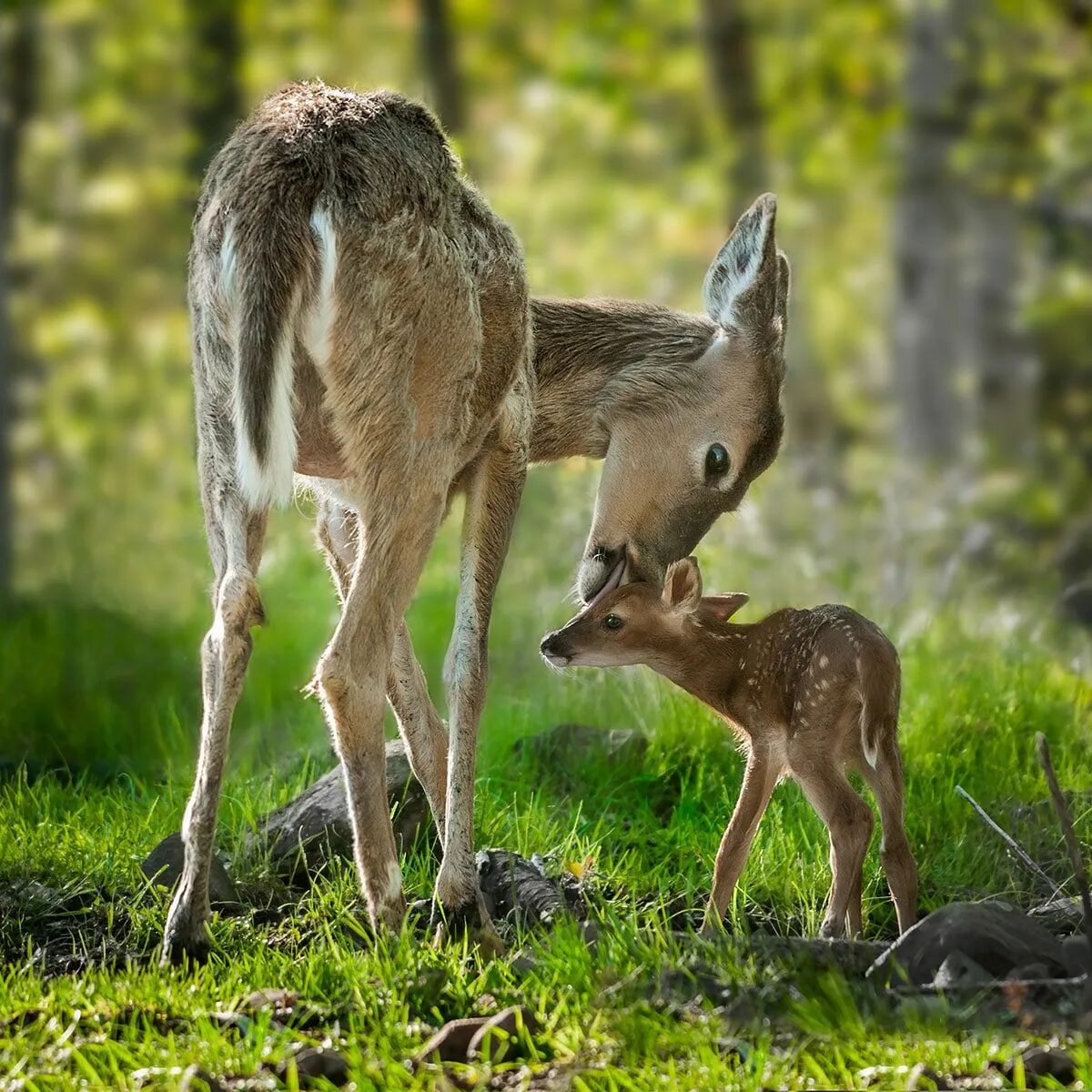 National wildlife. Лесные жители. Всемирный день дикой природы. День дикой природы в США. The natural World Wildlife.