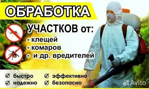 Сэс бийск