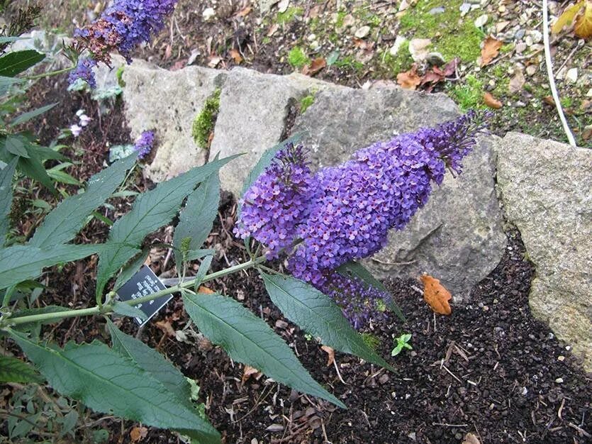 Буддлея весной. Будлея Давида. Buddleja crispa. Буддлея Давида Триколор. Будлея будлея.