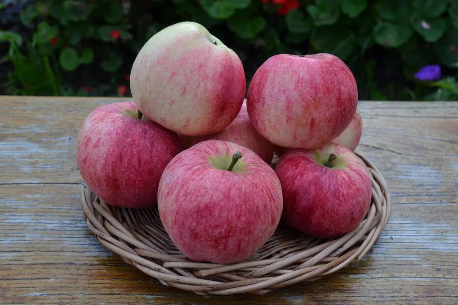 Яблоня сурхурай описание сорта. Яблоня сурхурай описание сорта. Яблоня толунай. Яблоня яблоня сурхурай. Яблоня сорт терентьевка.