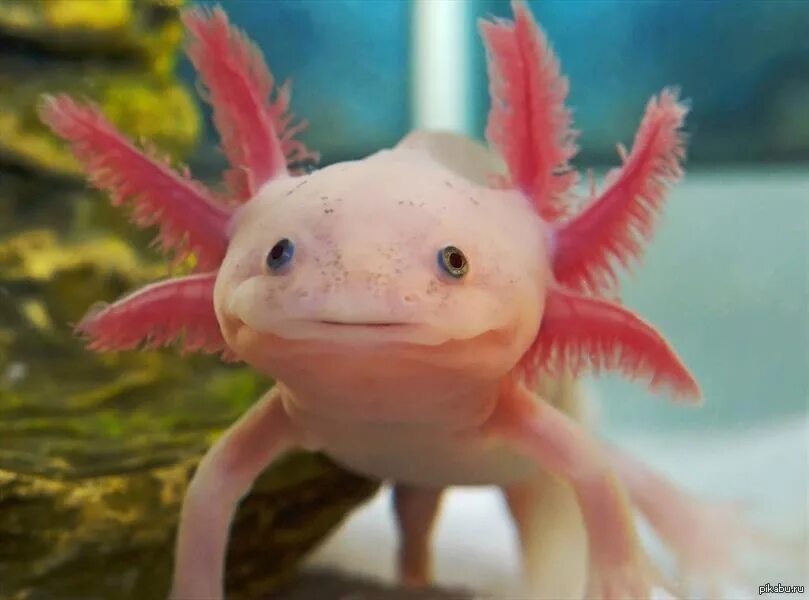 Сколько лет живут лунтики. Личинка саламандры аксолотль. Аксолотль альбинос. Эксолот. Мексиканская саламандра аксолотль.