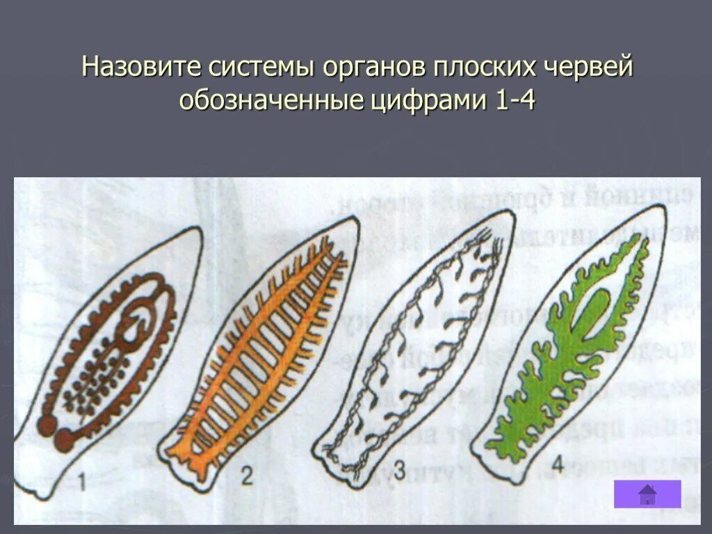 Системы органов планарии. Плоские черви системы органов. Система органов белой планарии 7 класс. 4 Системы органов плоских червей. Назвать плоских червей