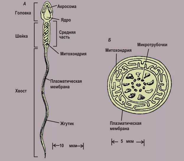 Какая половая клетка растения имеет жгутик. Схема строения сперматозоида. Строение сперматозоида рис. Строение сперматозоида гистология. Строение клетки сперматозоида.