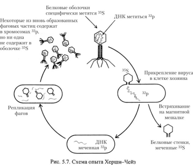 Опыты Херши и Чейз с бактериофагами и радиоизотопами. ДНК вирусы схема. Генетическая информация вируса. Встраивание вируса в ДНК. Наследственный аппарат вируса формы жизни бактериофаги