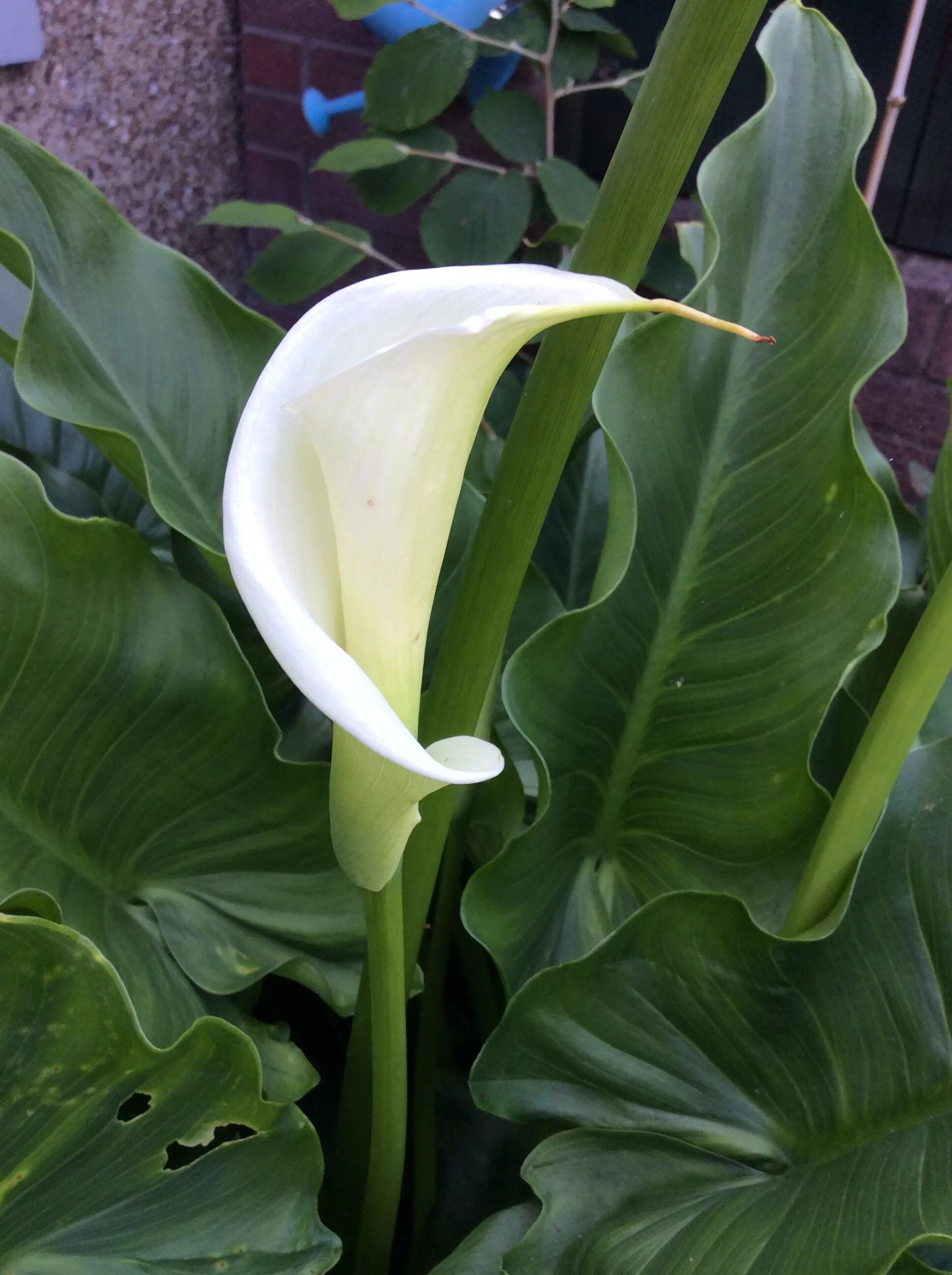 Лист каллы цветы. Зантедеския. arum lily цветок. calla lily цветок листья. puccini калла лилия.