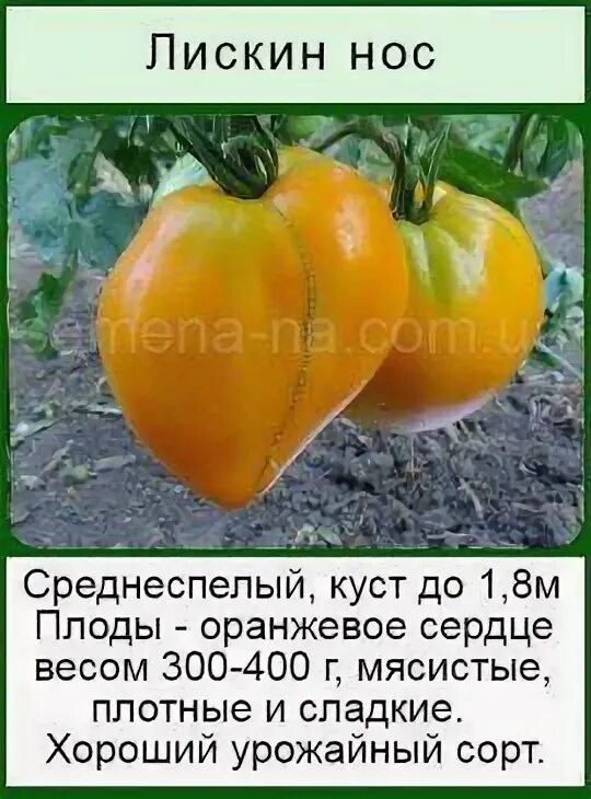 Томат лискин нос характеристика и описание сорта. Томат сорт лискин нос. томат минусинский лискин нос. томат лискин нос семена. томат лискин нос описание сорта.
