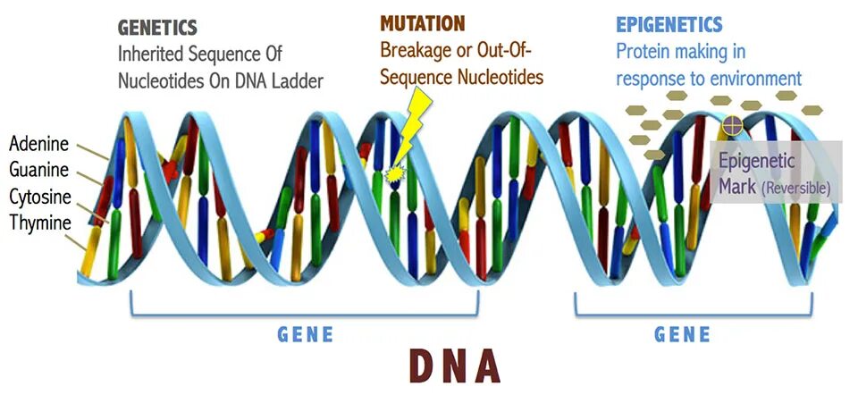 Global mutation. Генетика ДНК. ДНК это в биологии. ДНК генетика Новорожденные. Эпигенетика в психологии.