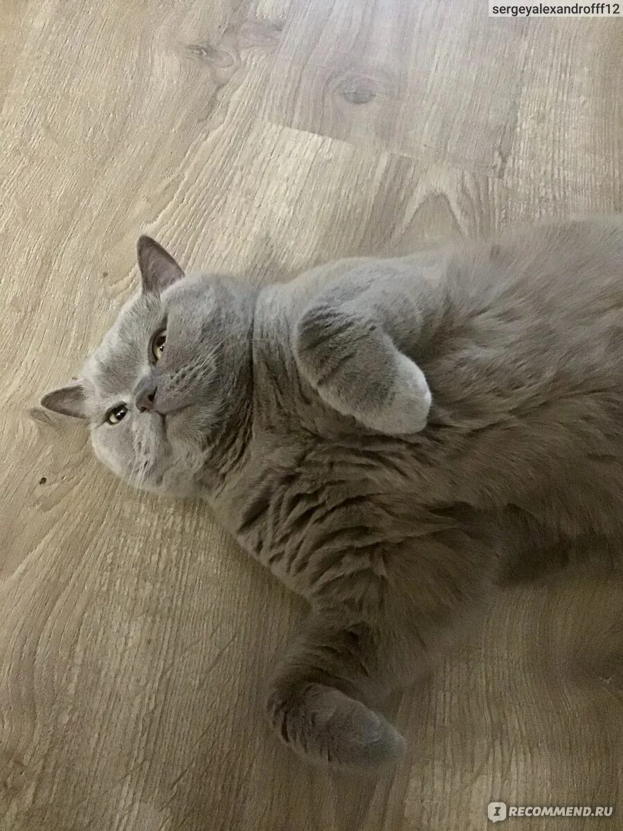 Шотландские котята линяют?. Британская кошка линяющая. Линька у шотландских вислоухих. Линька у кошек. Шотландская вислоухая сильно линяет.