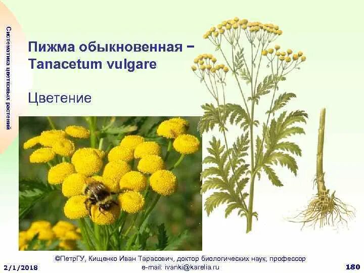 Пижма для чего. Пижма для чего
