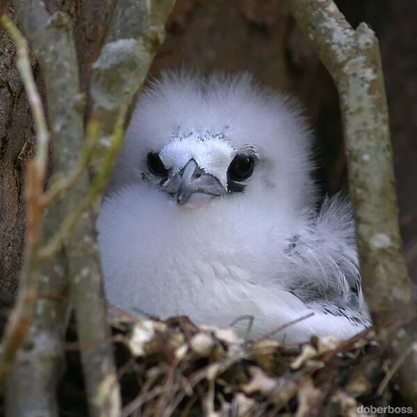 маленький орел. орел детеныш как пишется. орел детеныш как пишется. птенец орла. сарыч птица птенец.