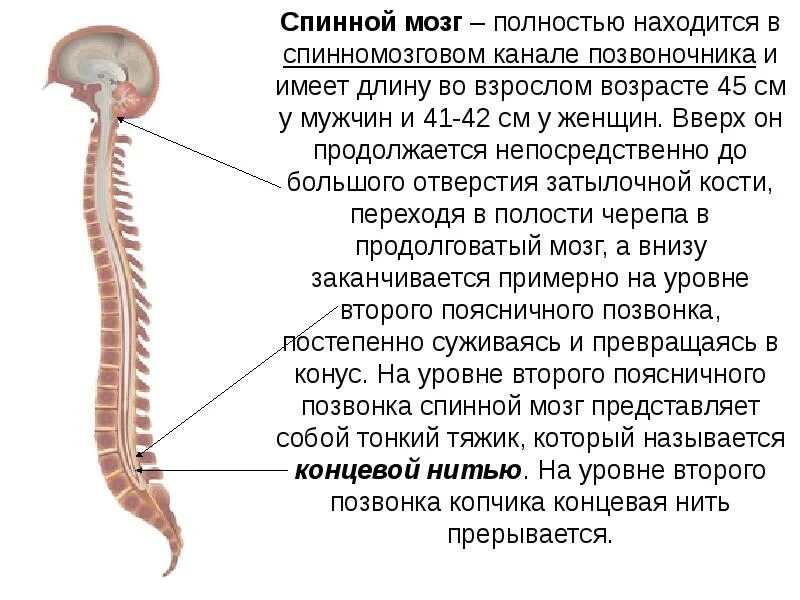 Спинной канал в спинном мозге. Спинной мозг в спинномозговом канале. Спинной мозг заканчивается на уровне. Позвоночник и спинной мозг.