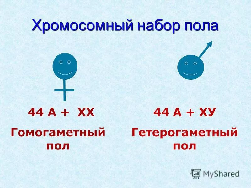 Что такое гомогаметный и гетерогаметный пол