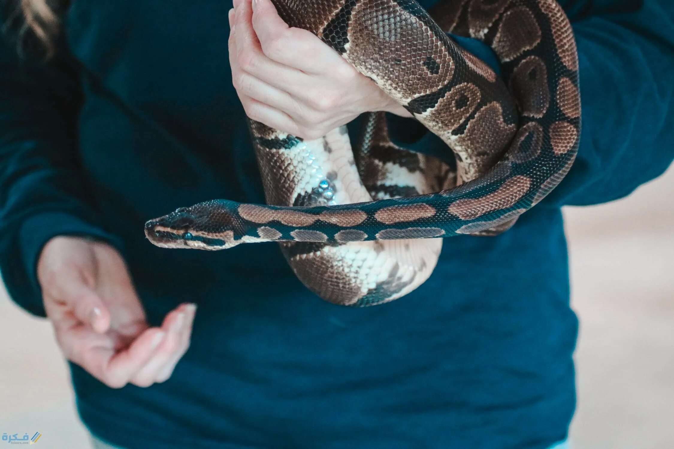 Радужный Королевский питон. Королевский питон и человек. Удав змея. Ручные змеи.