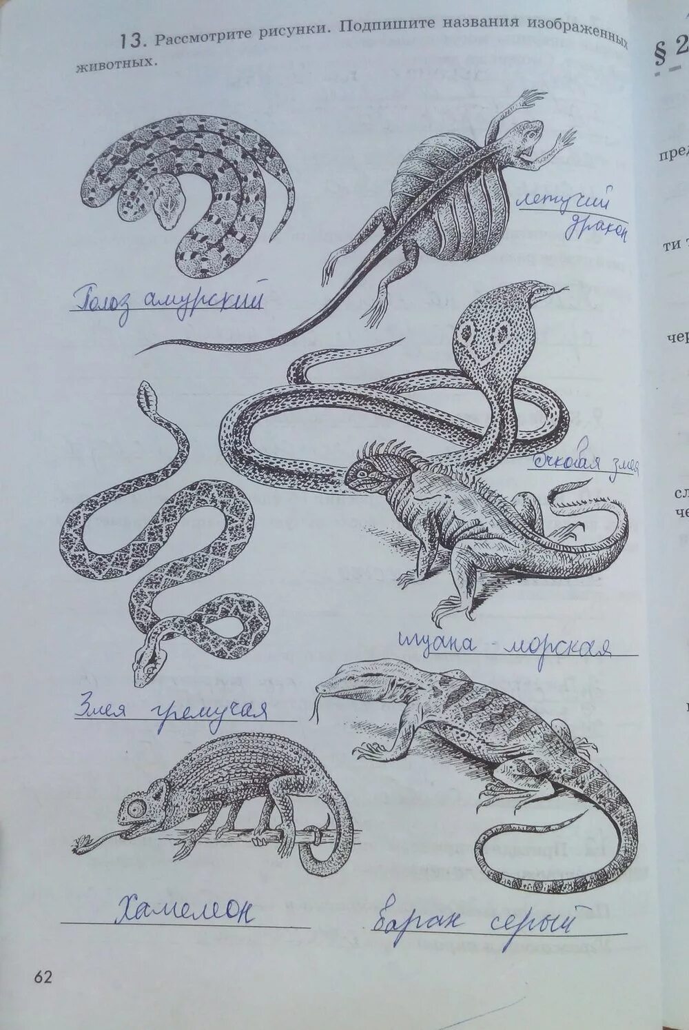 Рисунок пресмыкающихся 2 класс. Пресмыкающиеся рисунок. Подпишите названия пресмыкающихся. Класс пресмыкающиеся. Подпишите названия изображенных животных.