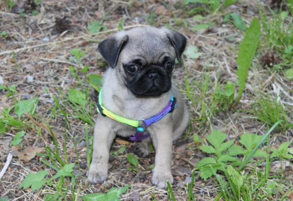 Щенок мопса 2 месяца. Мопс европейский. Мопс 2 месяца. Мопс ставрополь. Мопс 2.