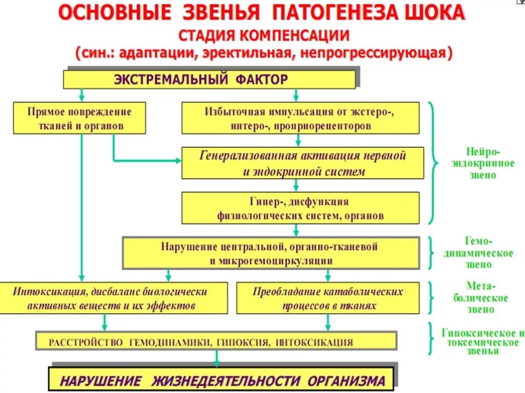 Патогенез всех видов шока. Патогенез шока схема. Основные звенья патогенеза травматического шока. Основные звенья патогенеза развития шока. Фаза компенсации шока