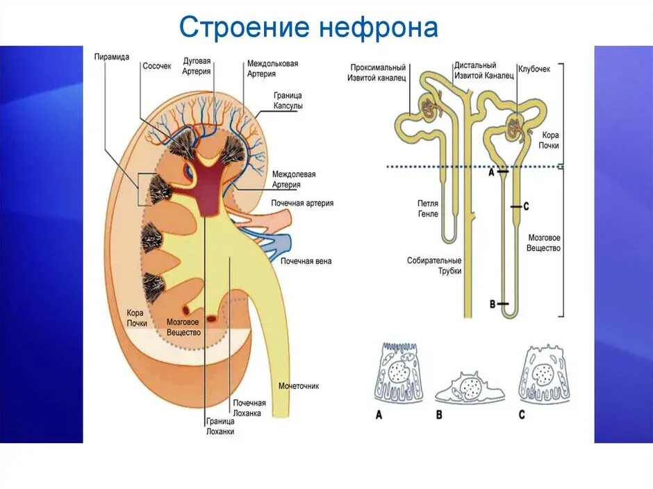 Капсулы нефронов находятся в мозговом. Капсула нефрона анатомия. Строение нефрона почки. Строение капсулы нефрона. Строение нефрона почки человека.