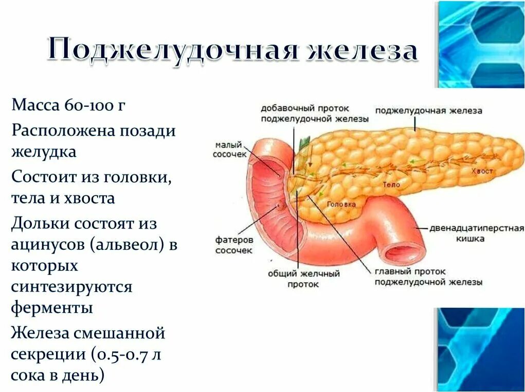 Проток добавочный проток поджелудочной железы. Голова тело хвост поджелудочной железы. Добавочный проток поджелудочной железы функция. Дуоденальный сосочек Фатеров. Вода в поджелудочной железе