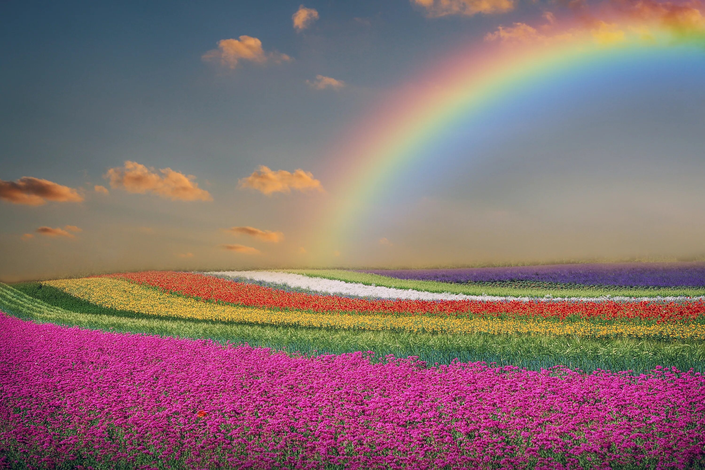 Рядом с цветным. Красивая Радуга. Пейзаж с радугой. Радуга в природе. Разноцветные цветочные поля.