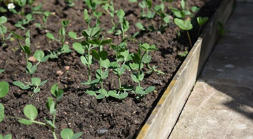 Горох овощной Голден Свит. Ранний горох в тепличке. Посадка гороха в открытый грунт весной. Благоприятно для посадки. Когда сажать горох на рассаду