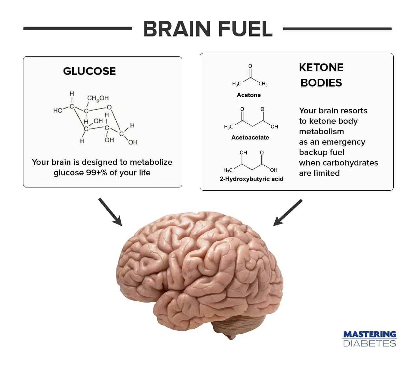 Brain first. Аминокислоты для памяти. Аминокислоты для мозга. Мозг первого человека. Для памяти и работы мозга.