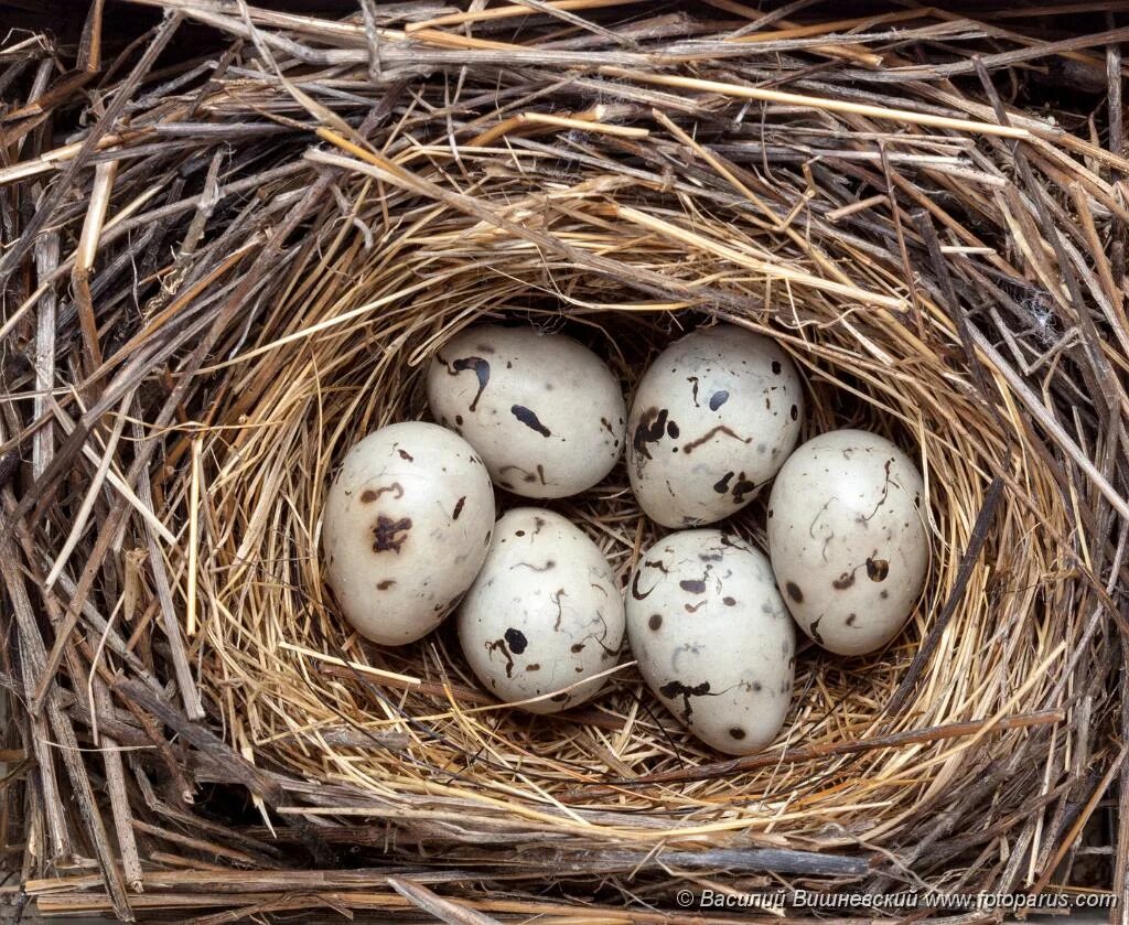 Камышовая овсянка гнездо. Тростниковая овсянка гнездо. Emberiza_schoeniclus яйца. Камышовая овсянка яйца.